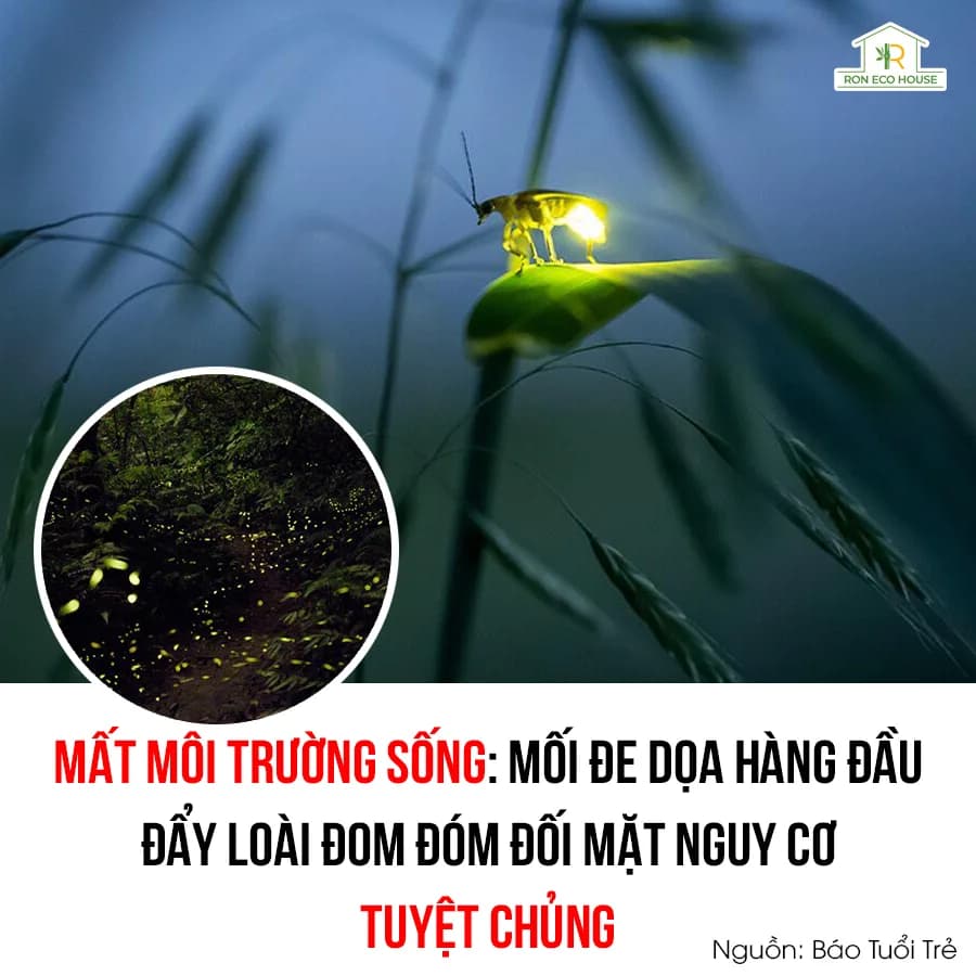 Loài Đom Đóm Đối Diện Nguy Cơ Tuyệt Chủng
