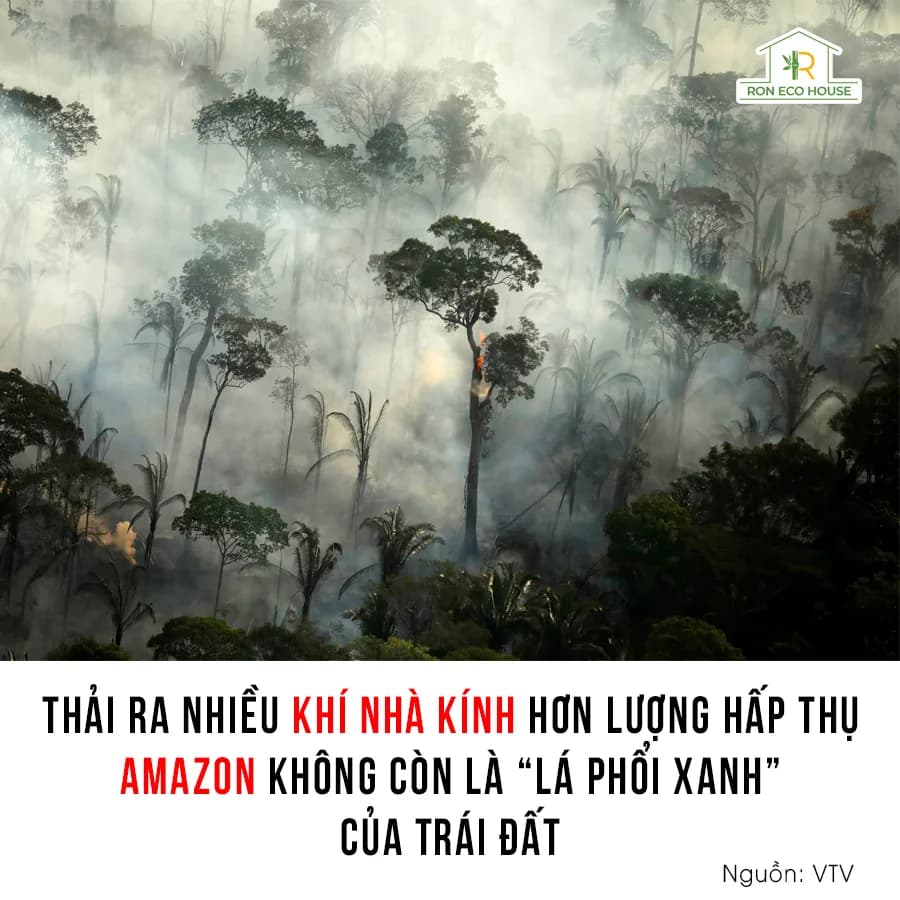 Rừng Amazon Thải Ra Khí Nhà Kính Nhiều Hơn Lượng Hấp Thụ